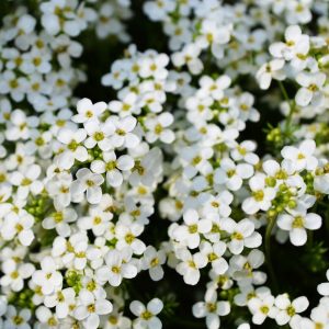 Αρωματικό Φυτό ΑΛΥΣΣΟΣ Alisum Maritimum Cruciferae 10,5 cm