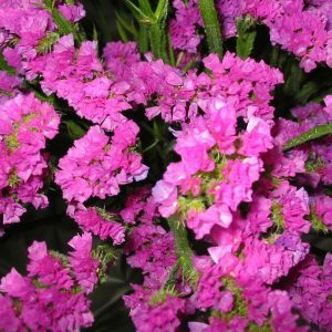 Καλλωπιστικό Φυτό ΑΜΑΡΑΝΤΟΣ Amaranthus Amaranthaceae Δρεπτά