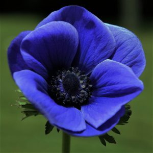 Καλλωπιστικό Φυτό ΑΝΕΜΩΝΗ Anemone Ranunculaceae Δρεπτά
