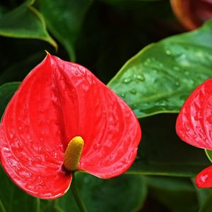 Καλλωπιστικό Φυτό ΑΝΘΟΥΡΙΟ Anthurium Araceae 12 cm