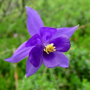 Καλλωπιστικό Φυτό ΑΚΟΥΙΛΕΓΙΑ Aquilegia Vulgaris Ranunculaceae 2,5 lt
