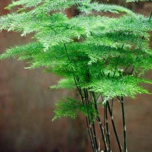 Καλλωπιστικό Φυτό ΑΡΑΧΝΗ Asparagus Setaceus Plantaginaceae 12 cm