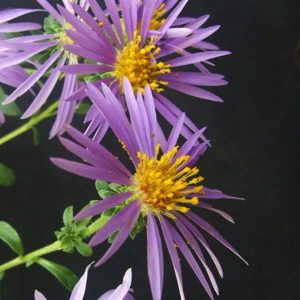 Πόα Άστερ ή Αστράκι Aster spectabilis, Eurybia spectabilis 1,5 lt