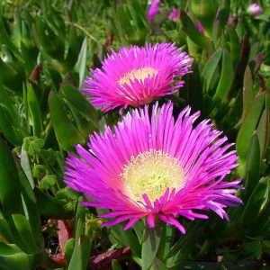 Πολυετές Μπούζι Ανθοφόρο Παχύφυτο Carpobrotus Edulis 2,5 lt