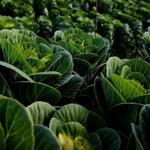 Μπράσικα Brassica oleracea Καλλωπιστικό Λάχανο Δρεπτά