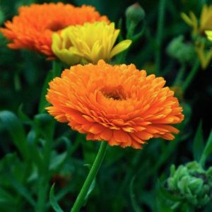 Καλλωπιστικό Φυτό ΚΑΛΕΝΤΟΥΛΑ Calendula Officinalis Asteraceae 10,5 cm