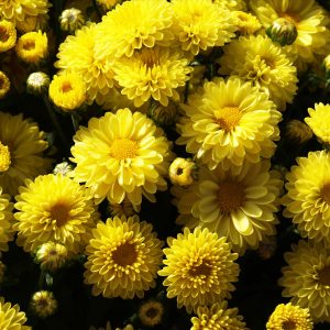 Πολυετής πόα Χρυσάνθεμο Chrysanthemum Asteraceae 12 cm
