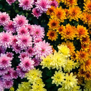 Πολυετής πόα Χρυσάνθεμο Chrysanthemum Asteraceae τρίχρωμο12 cm