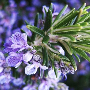 Αρωματικό Φυτό ΔΕΝΔΡΟΛΙΒΑΝΟ Rosmarinus Lamiaceae 10,5 cm