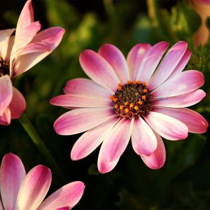 Πολυετής Πόα ΔΙΜΟΡΦΟΘΗΚΗ  Dimorphotheca ecklonis 1,5 lt