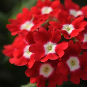 Πολυετής Πόα ΤΕΜΑΡΙ Verbena Peruviana 1,5 lt