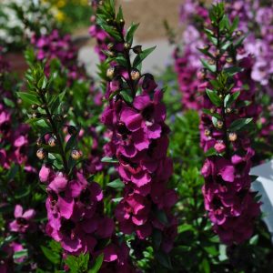 Καλλωπιστικό Φυτό ΑΓΓΕΛΟΝΙΑ Angelonia Plantaginaceae 3 lt
