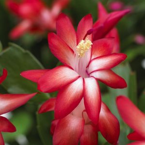 Κακτοειδές Φυτό ΥΠΟΜΟΝΗ Schlumbergera 10,5 cm
