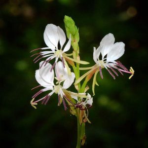 Πολυετής πόα Γκάουρα Oenothera lindheimeri 2,5 lt Λευκή, Ρόζ