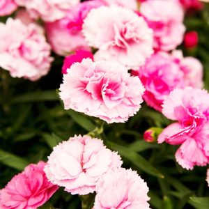 Καλλωπιστικό Φυτό ΓΑΡΥΦΑΛΛΙΑ Dianthus Caryophyllus 1,5 lt