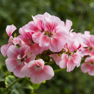 Καλλωπιστικό Φυτό ΓΕΡΑΝΙΟ Geranium Geraniaceae 1,5 lt