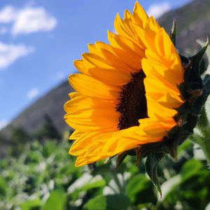 Ηλίανθος Helianthus Tuberosus Heliantheae  Δρεπτά