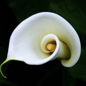 Πολυετής Πόα ΚΑΛΛΑ Zantedeschia Αethiopica Λευκή 1,5 lt