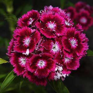 Καλλωπιστικό Φυτό ΚΙΝΕΖΙΚΟ Dianthus barbatus Caryophyllaceae 10,5 cm