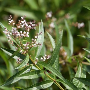 Αρωματικό Φυτό ΛΟΥΙΖΑ A. Citrodora Verbenaceae 10,5 cm
