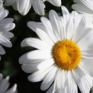 Καλλωπιστικό Φυτό ΜΑΡΓΑΡΙΤΑ Anthemis Anthemideae 2,5 lt