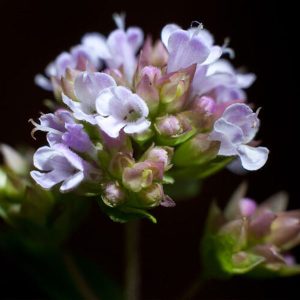 Αρωματικό Φυτό ΜΑΤΖΟΥΡΑΝΑ O.Majorana Lamiaceae 10,5 cm
