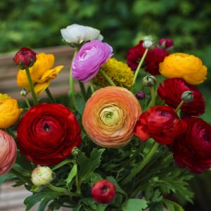 Καλλωπιστικό Φυτό ΝΕΡΑΓΚΟΥΛΑ Ranunculus Acris 1,5 lt