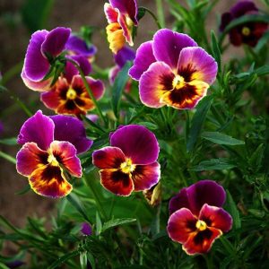 Kαλλωπιστικό Φυτό ΠΑΝΣΕΣ Viola Wittrockiana 10,5 cm