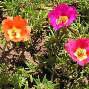 Πολυετές φυτό Πορτουλάκα Portulaca grandiflora 12cm