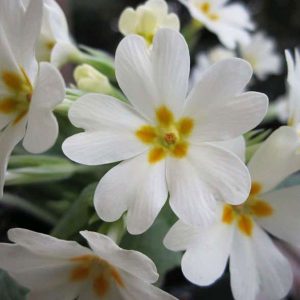 Καλλωπιστικό Φυτό ΠΡΙΜΟΥΛΑ Primula Primulaceae 12 cm