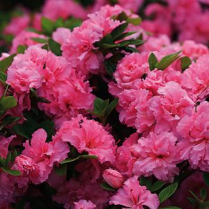Καλλωπιστικό Φυτό ΑΖΑΛΕΑ Rhododendron Ericaceae 4,5 lt