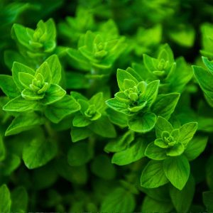 Αρωματικό Φυτό ΡΙΓΑΝΗ Origanum Vulgare 10,5 cm
