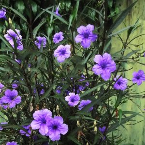 Αειθαλής Θάμνος Ρουέλια Ruellia Brtittoniana Ρόζ, Μπλέ 3 lt