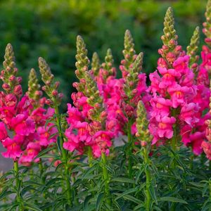 Καλλωπιστικό Φυτό ΣΚΥΛΑΚΙ Antirrhinum Majus 10,5 cm