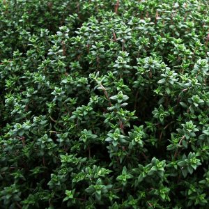Αρωματικό Φυτό ΘΥΜΑΡΙ Thymus Lamiaceae 10,5 cm