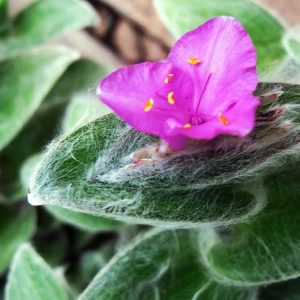 Πολυετής πόα Τηλέγραφος Tradescantia sillamontana 12 cm
