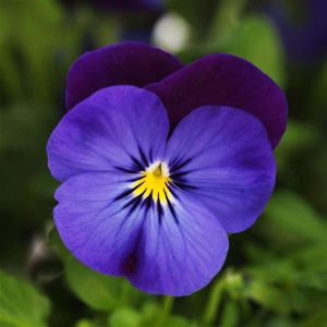 Εποχιακό Φυτό ΒΙΟΛΕΤΑ Violα Violaceae 2,5 lt