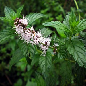Αρωματικό Φυτό ΔΥΟΣΜΟΣ Mentha Spicata Plantae 10,5 cm