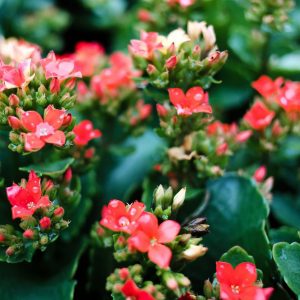 Καλλωπιστικά Φυτά ΚΑΛΑΧΟΗ Kalanchoe Blossfeldiana 12 cm