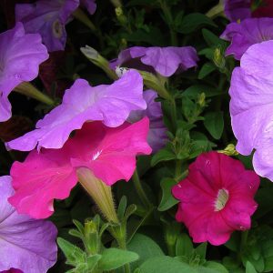 Πολυετής Πόα ΣΕΡΦΙΝΙΑ Petunia Atkinsiana 1,5 lt