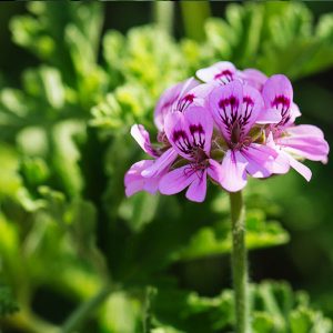 Αρωματικό Φυτό ΑΡΜΠΑΡΟΡΙΖΑ Pelargonium Geraniaceae 2,5 lt