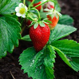 Εποχιακό Φυτό ΦΡΑΟΥΛΑ Fragaria L. Rosaceae 10,5 cm