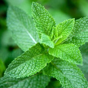 Αρωματικό Φυτό ΜΕΝΤΑ Mentha Lamiaceae 10,5 cm