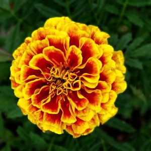 Εποχιακό φυτό ΚΑΤΙΦΕΣ Calendula officinalis 10,5 cm