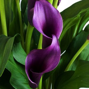 Πολυετής Πόα ΚΑΛΛΑ Zantedeschia Αethiopica Χρωματιστή 1,5 lt