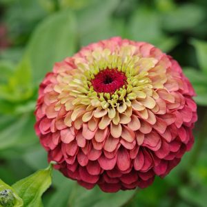 Πολυετές φυτό Ζίννια Zinnia Elegans 2,5 lt