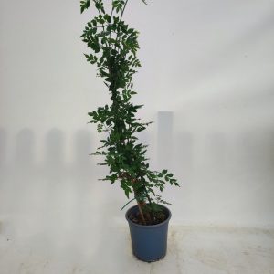 γιασεμί  χιώτικο  2.5  λτ.