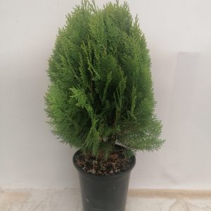 τούγια  νάνα  3.5  λτ.